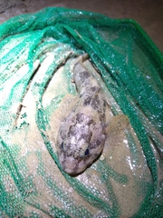 Cottus bairdii