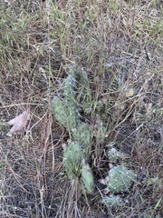 Opuntia × columbiana