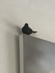 Thamnolaea cinnamomeiventris autochthones