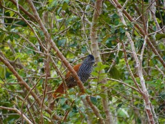 Thamnophilus palliatus