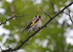Carduelis carduelis