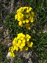 Erysimum rhaeticum