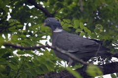 Columba palumbus