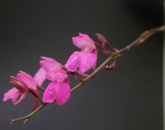 Comparettia falcata