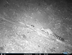 Bassariscus astutus flavus