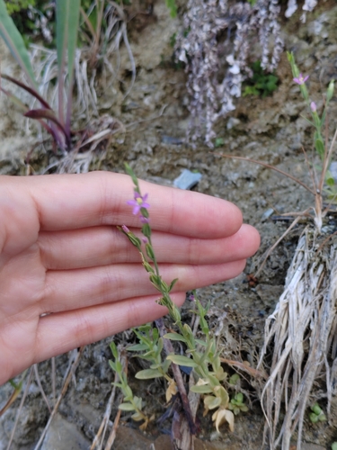 Image of Spiked Centaury (Schenkia spicata) by (c) Виктория Билоус, some rights reserved (CC BY)