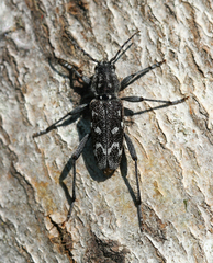 Xylotrechus rusticus