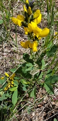Thermopsis montana