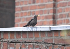 Turdus merula