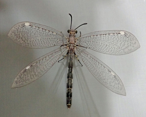 Myrmeleon immaculatus De Geer, 1773