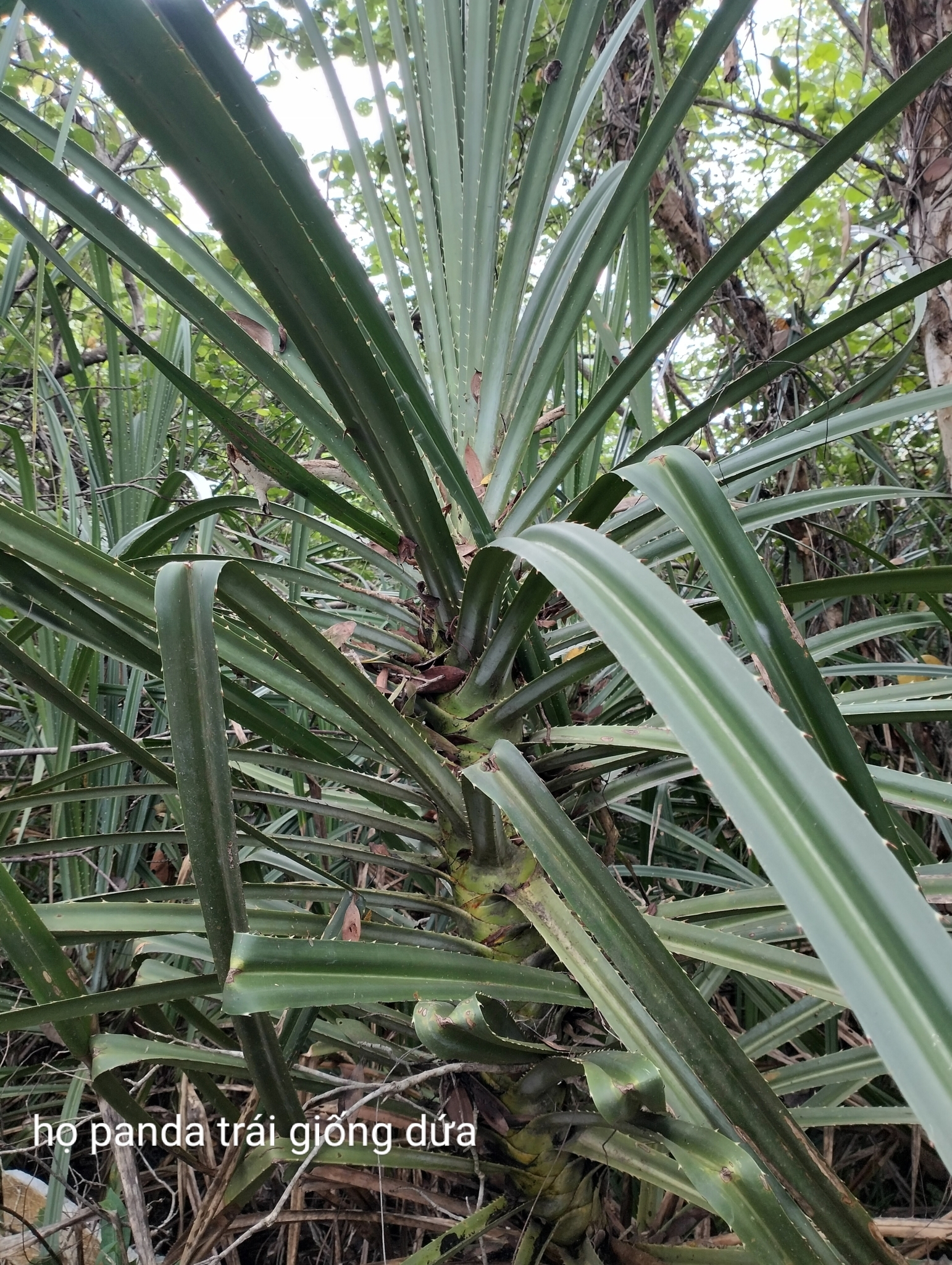 Pandanus tectorius — ảnh 2