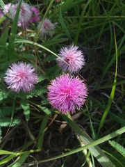 Mimosa quadrivalvis occidentalis