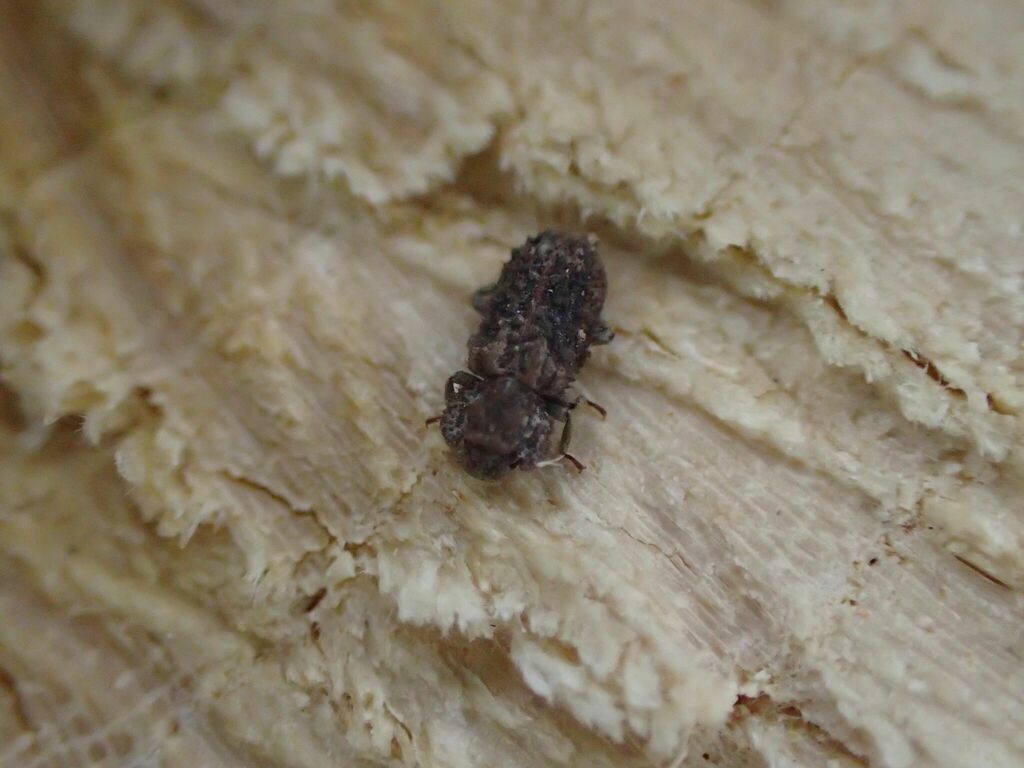 Endophloeus serratus