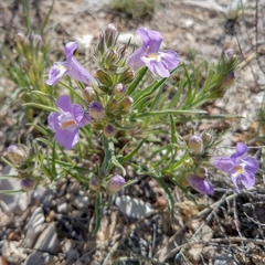 Penstemon auriberbis