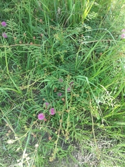 Mimosa quadrivalvis occidentalis