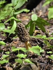 Morchellaceae