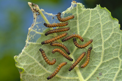 Nymphalis polychloros