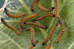 Nymphalis polychloros