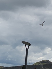 Larus fuscus