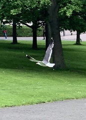 Larus fuscus