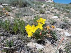 Oenothera lavandulifolia