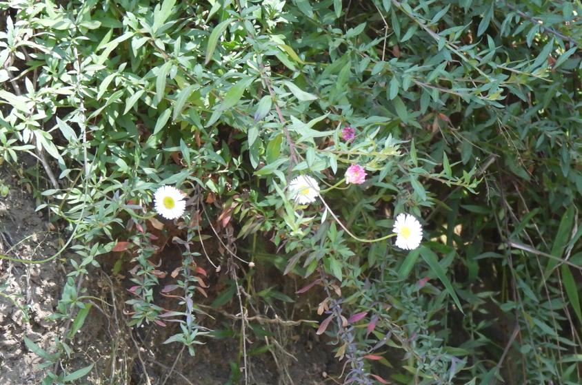 Common Daisy (Bellis perennis)