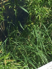 Carex lacustris