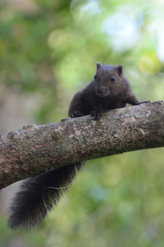 Sangihe Dwarf Squirrel (Prosciurillus rosenbergii) — Endangered Mammalia