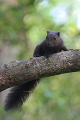 Sanghir Squirrel photo 1