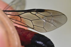 Macrophya annulata