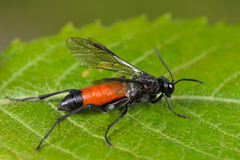 Macrophya annulata
