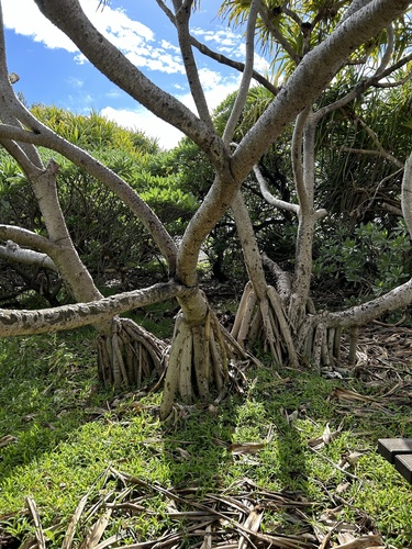 Pandanus tectorius observed 2024-06-28
