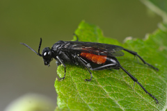 Macrophya annulata