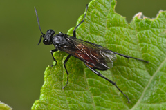 Macrophya annulata