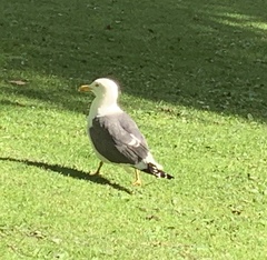 Larus fuscus