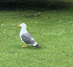 Larus fuscus
