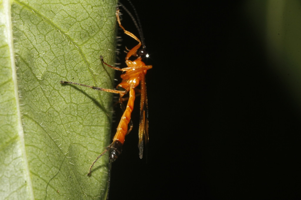Acrotaphus tibialis