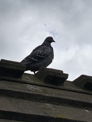 Columba livia domestica