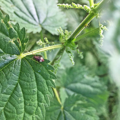 Deraeocoris flavilinea