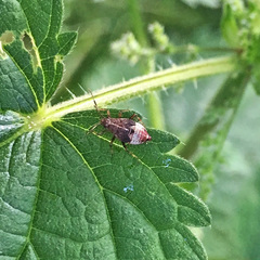 Deraeocoris flavilinea