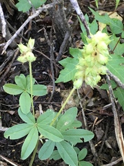 Pediomelum cuspidatum