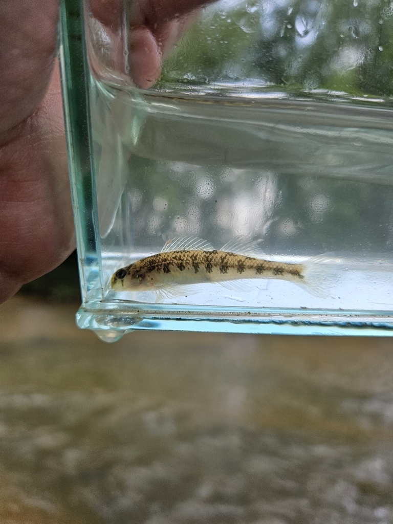 Kentucky darter (Etheostoma rafinesquei) — Percidae