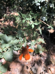 Adenophyllum squamosum