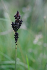 fmunoz, CC BY, iNaturalist via GBIF Carex dacica, photograph fmunoz, CC BY, iNaturalist via GBIF