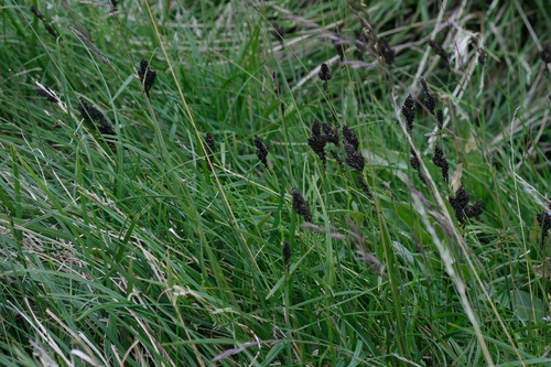 Carex dacica, photograph 3