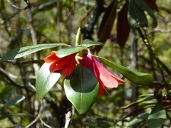 Rhododendron cinnabarinum