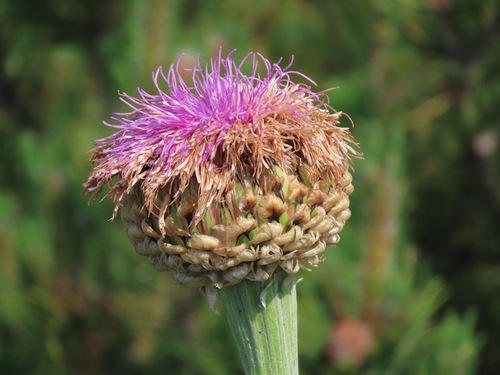 Giant Knapweed (Rhaponticum scariosum)