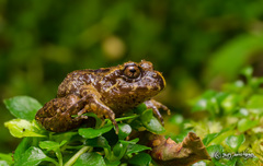 Eupsophus emiliopugini