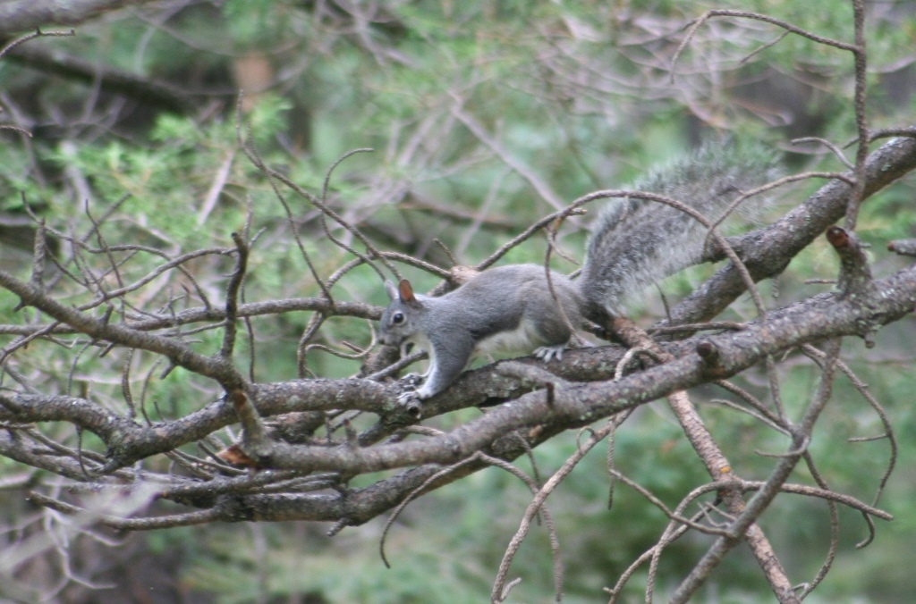 Abert's Squirrel