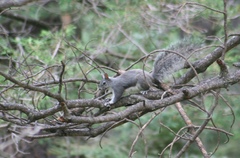 Sciurus aberti phaeurus